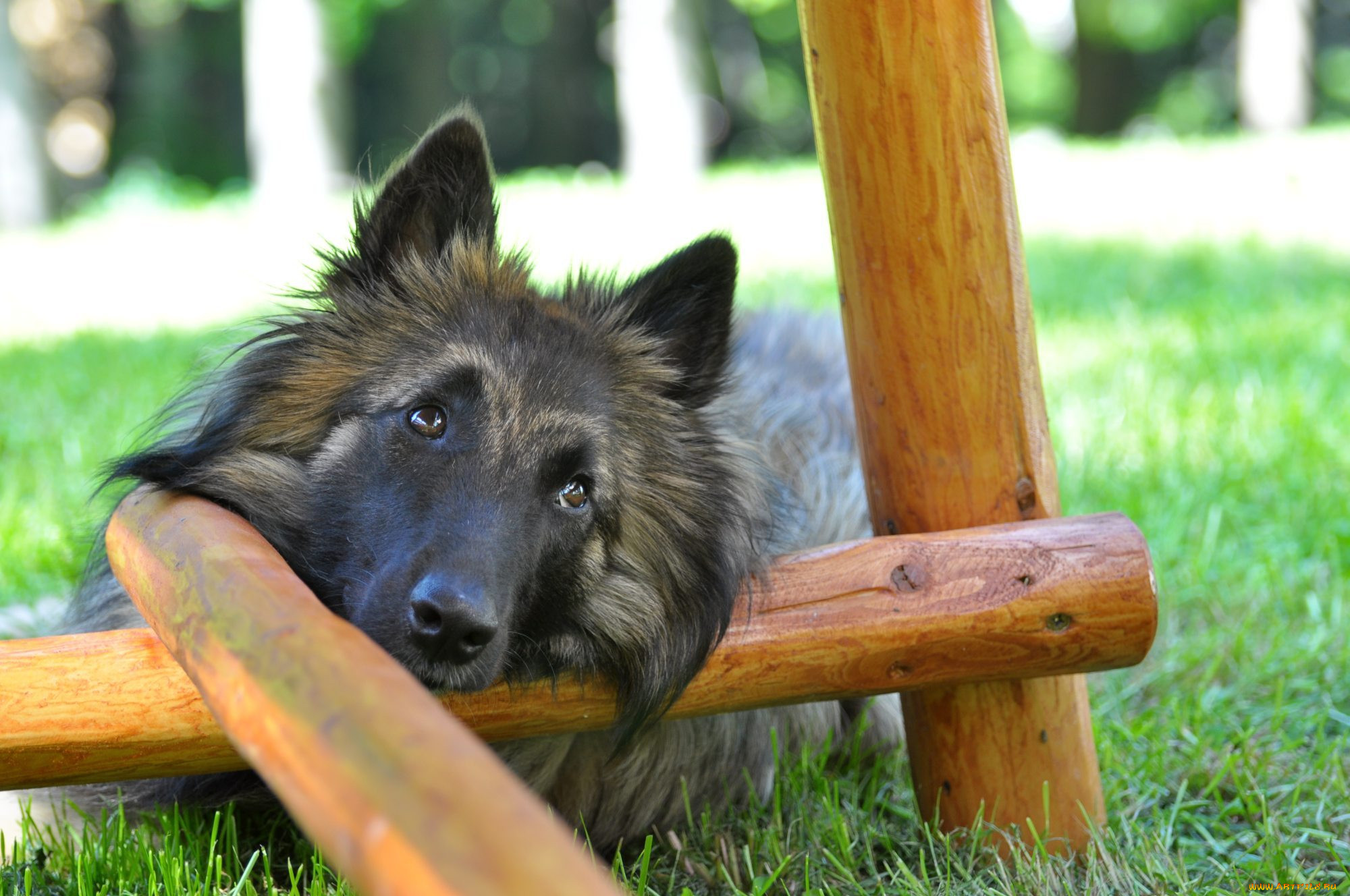 , , dog, shepherd, grass